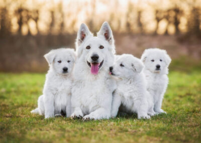 Weiße Schweizer Schäferhunde von der Kuchlmühle