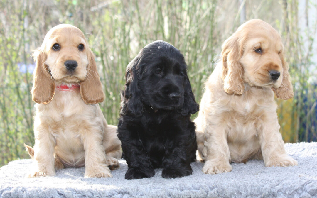 English Cocker Spaniel „vom Pulvermühlweg“