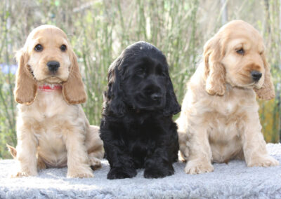 English Cocker Spaniel „vom Pulvermühlweg“