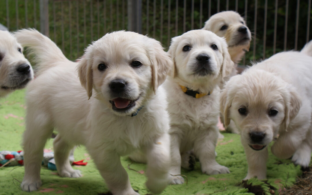 Golden Retriever Golden Home