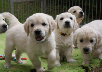 Golden Retriever Golden Home