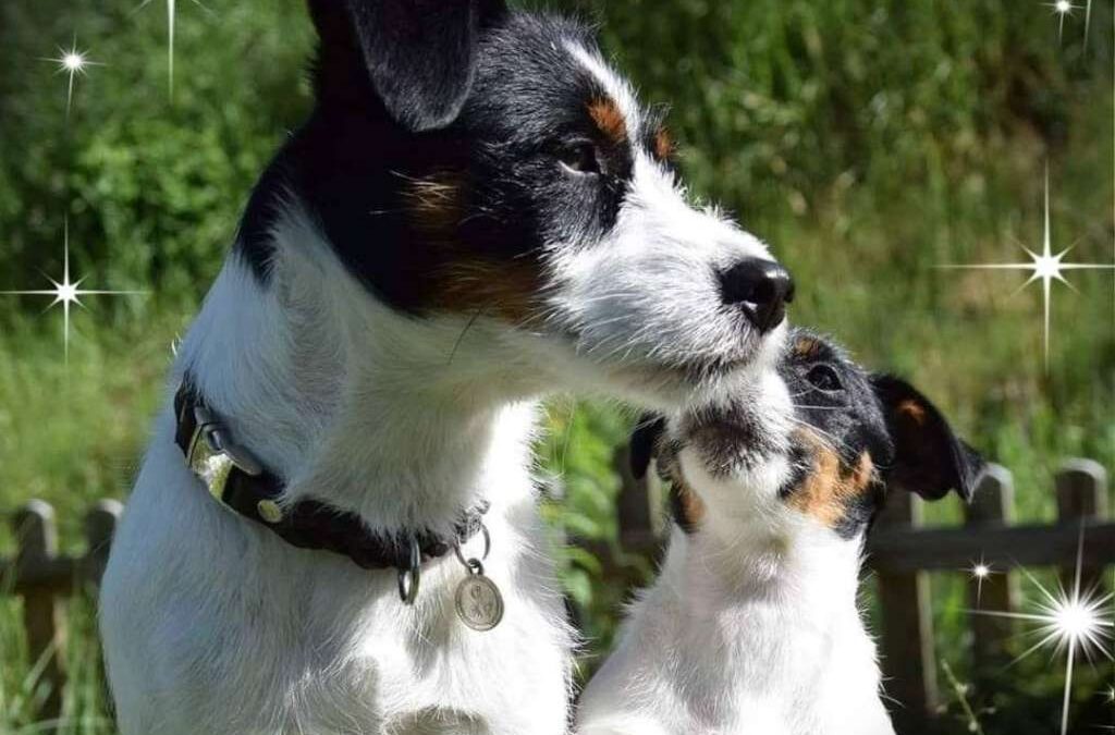 Jack Russel Terrier vom Steinbühel