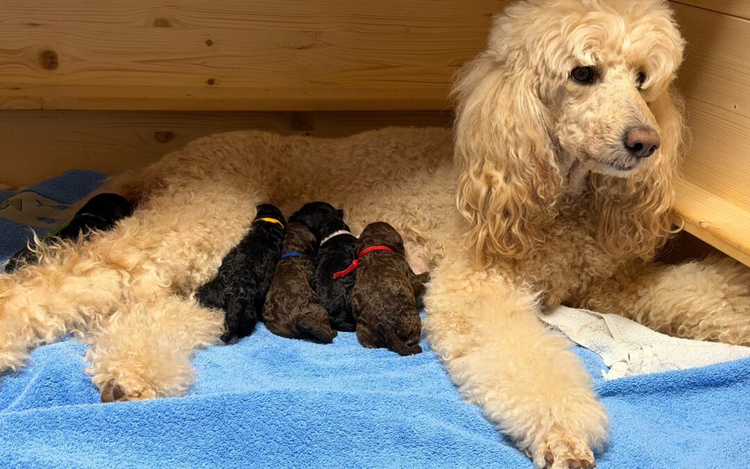 Großpudel von Aquilea