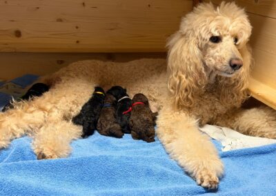 Gro&szlig;pudel von Aquilea